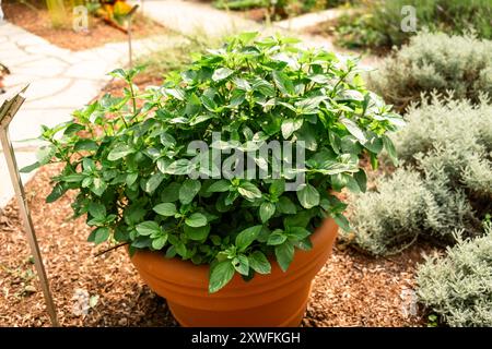 Jardin d'herbes aromatiques avec une plante de basilic luxuriante dans un pot en terre cuite lors d'une journée ensoleillée dans un cadre extérieur. Banque D'Images