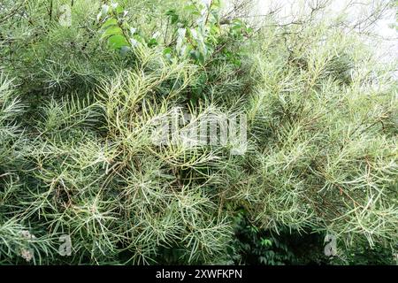 Feuillage vert dense de pin exotique avec de longues feuilles en forme d'aiguilles dans le jardin d'été. Banque D'Images