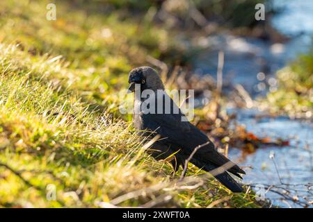 WESTERN Jackdaw Coloeus monedula lessive dans un petit ruisseau Banque D'Images