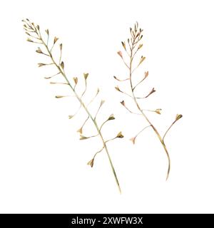 Capsella bursa-pastoris deux branches en ocre, brune et turquoise, sauvages, herbes de prairie, fleurs séchées. Illustration botanique à l'aquarelle, dessinée à la main Banque D'Images