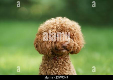 Un caniche aux cheveux bouclés est assis sur l'herbe, regardant curieusement la caméra dans un parc ensoleillé. Banque D'Images