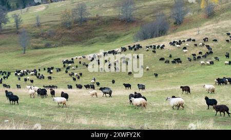 Troupeau de moutons pâturant sur une prairie de montagne luxuriante dans l'est de la Turquie, mettant en évidence le paysage rural serein Banque D'Images
