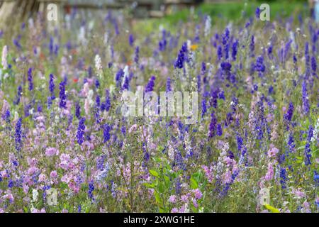 Gros plan de nouilles douteuses poussent (consolida ajacis) fleurs en fleurs Banque D'Images