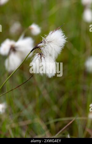 Gros plan de la cottongrass de queue de lièvre (eriophorum vaginatum) en fleurs Banque D'Images