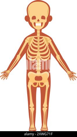 Système squelettique. Illustration de l'anatomie humaine. Os du corps isolés sur fond blanc Illustration de Vecteur