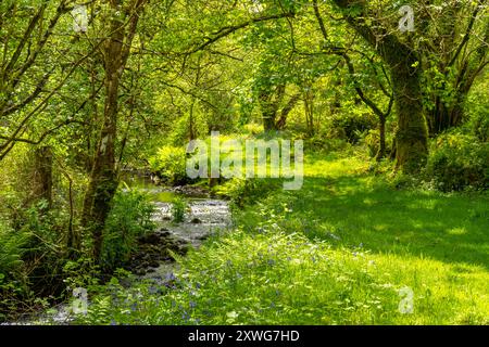 Le ruisseau Becka en dessous de Haytor Dartmoor Devon Banque D'Images