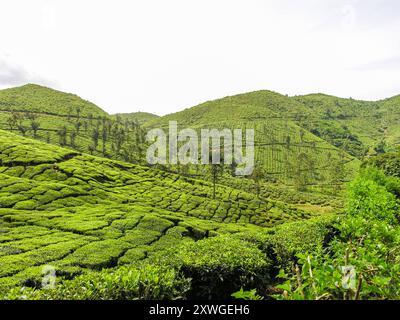 Jardins de thé sur les montagnes brumeuses d'Ooty en Inde Banque D'Images