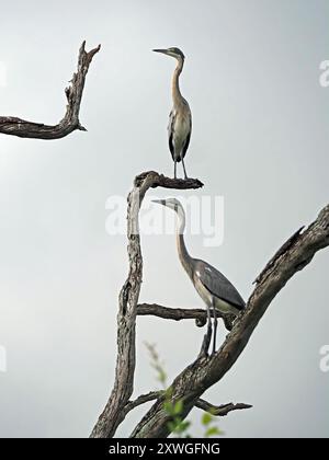 Deux hérons subadultes à tête noire (Ardea melanocephala) perchés en pose graphique sur un arbre mort au lac Manze dans le parc national de Nyerere, Tanzanie, Afrique Banque D'Images