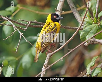 Tisserand mâle à tête noire (Ploceus cucullatus) aka Village Weaver perché sur une branche près de son nid tissé d'herbe Lac Manze, Nyerere NP Tanzanie, Afrique Banque D'Images