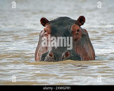 Hippopotame (Hippopotamus amphibius) avec des poils sur la mâchoire supérieure scintillant au-dessus de la surface de l'eau du lac Manze, parc national de Nyerere, Tanzanie Banque D'Images