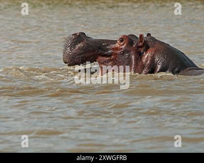 Hippopotame (Hippopotamus amphibius) avec des poils sur la mâchoire supérieure scintillant au-dessus de la surface de l'eau du lac Manze, parc national de Nyerere, Tanzanie Banque D'Images