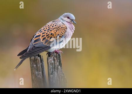 Tourterelle, tourterelle européenne (Streptopelia turtur), perchée sur un poteau en bois pourri, vue de côté, Italie, Toscane Banque D'Images