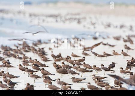 Goélette, goélette Aden, goélette d'Hemprich (Ichthyaetus hemprichii, Larus hemprichii), troupeau sur le grpund, Oman, Al Maghsayl, Salalah Banque D'Images