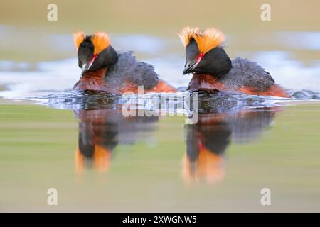 Grèbe slave, grèbe corné (Podiceps auritus), deux adultes en plumage estival sur le lac, Islande, Nordurland Banque D'Images