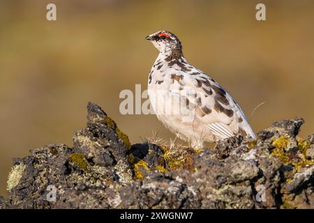 Rocher islandais ptarmigan, poulet des neiges islandais (Lagopus muta islandorum, Lagopus mutus islandorum), assis sur un rocher, Islande, Vesturland, Hellissa Banque D'Images