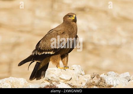 Aigle steppique (Aquila nipalensis, Aquila rapax nipalensis), juvénile perché sur un rocher, Oman, Al Amerat Banque D'Images