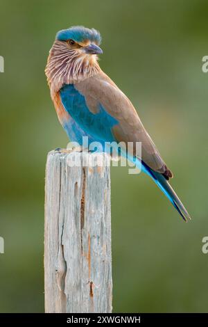 Rouleau indien (Coracias benghalensis), perché sur un poteau, Oman, Yiti Banque D'Images