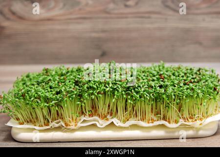 Cresson de jardin (Lepidium sativum), plantules de cresson de jardin fraîches dans le bol Banque D'Images