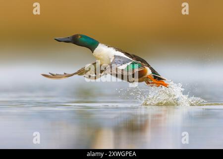 Pelle nordique, pelle (Anas clypeata, spatula clypeata), drake à partir de l'eau, vue latérale, Italie, Toscane, Banque D'Images