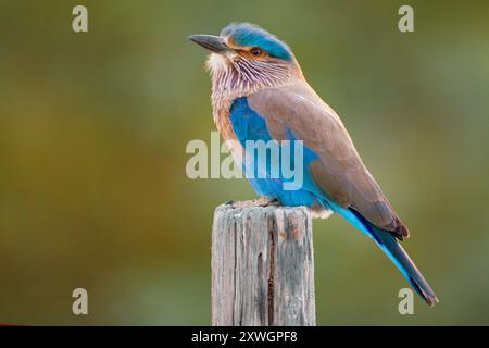 Rouleau indien (Coracias benghalensis), perché sur un poteau, Oman, Yiti Banque D'Images