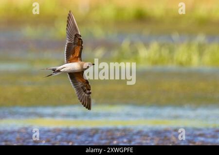 Pratincole à col, pratincole commune, pratincole à ailes rouges (Glareola pratincola), en vol au-dessus de l'eau, Italie, Toscane, Piana Livornese-Pisana, Banque D'Images