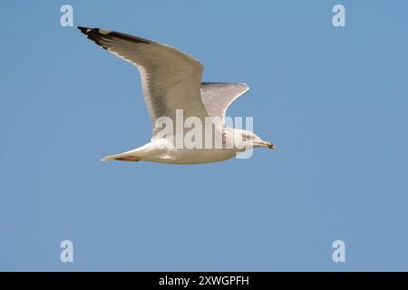 Mouette de Baraba (Larus cachinnans barabensis, Larus barabensis), en vol, en plumage hivernal, Oman, Al Qurm Banque D'Images