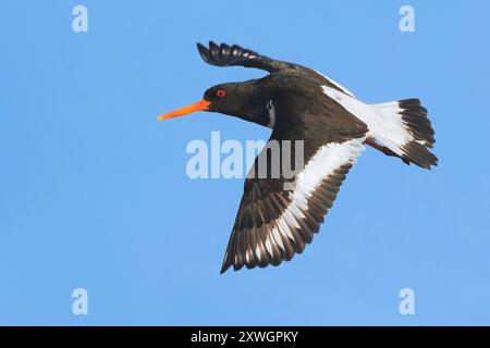 Oystercatcher paléarctique (Haematopus ostralegus), en vol, Islande, Vesturland Banque D'Images