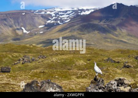 Ptarmigan de roche islandaise, poulet des neiges islandais (Lagopus muta islandorum, Lagopus mutus islandorum), mâle perché sur une roche exposée avec des terres montagneuses Banque D'Images
