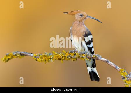 Hoopoe, Hoopoe eurasien (épops Upupa), perché sur une branche lichened, Italie, Toscane, Renai di Signa Banque D'Images