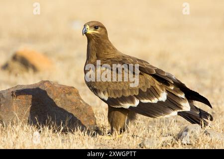 Aigle steppique (Aquila nipalensis, Aquila rapax nipalensis), juvénile perché au sol, Oman, décharge de Raysut, Salalah Banque D'Images