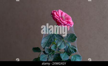 Une colonie d'acariens araignées (Tetranychus urticae) sur une fleur de rose, capturée en vue rapprochée, met en évidence la présence de ces ravageurs végétaux. Banque D'Images