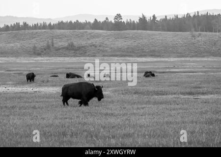 Un bison solitaire dans le parc national de Grand Teton en noir et blanc Banque D'Images