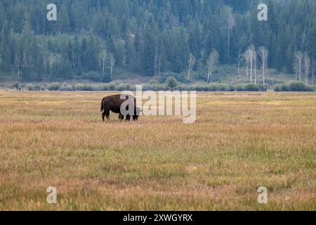 Un bison solitaire dans le parc national de Grand Teton Banque D'Images