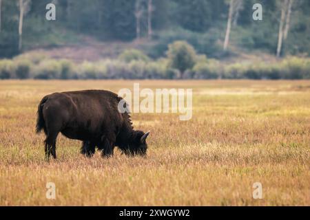 Un bison solitaire dans le parc national de Grand Teton Banque D'Images