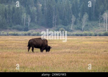 Un bison solitaire dans le parc national de Grand Teton Banque D'Images