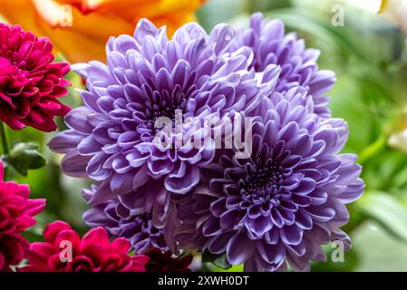 Chrysanthèmes violets gros plan d'un bouquet de fleurs Banque D'Images
