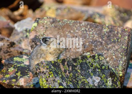 Un pika assis parmi de grands rochers couverts de lichen Banque D'Images