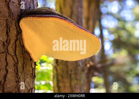La face inférieure d'un champignon d'arbre à conks à ceinture rouge lorsqu'il libère des spores dans l'air Banque D'Images