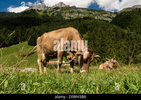 Vaches dans un champ de montagne. Vache aux alpes. Vache brune devant le paysage de montagne. Bétail sur un pâturage de montagne. Emplacement du village, Suisse. Vache à Banque D'Images