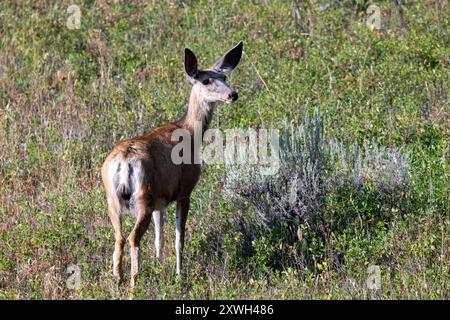 Femme Doe dans le parc national de Yellowstone Banque D'Images