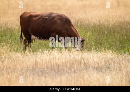 Une vache domestique en pâturage dans le Montana Banque D'Images