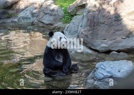 Panda géant nommé BEI BEI assis dans un étang, zoo national de Smithsonian, parc zoologique national de Smithsonian, Washington, DC, États-Unis Banque D'Images