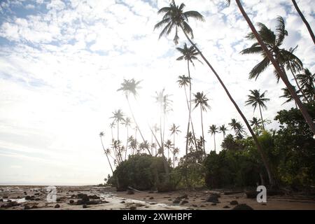Grands palmiers sur la plage, Fidji Banque D'Images