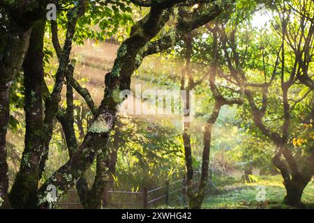 Rayons de soleil du matin dans la forêt entre les arbres Banque D'Images