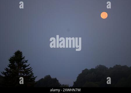 Limousin, France. 20 août 2024. Super Blue Moon (pas nécessairement perçu comme bleu) vu de la campagne Limousin tard dans la nuit. Le terme « super Lune » a été inventé par l'astrologue Richard Nolle en 1979 pour désigner une pleine lune qui se produit lorsque la Lune est à 90% de son approche la plus proche de la Terre. Alors que l'étoile se trouve à une distance moyenne de 384 400 km de la Terre, elle est située à environ 363 000 km de notre planète. La Lune apparaît donc 14% plus grande et 30% plus lumineuse que d'habitude. Crédit : photo de Hugo Martin/Alamy Live News. Banque D'Images