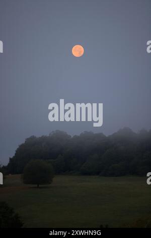 Limousin, France. 20 août 2024. Super Blue Moon (pas nécessairement perçu comme bleu) vu de la campagne Limousin tard dans la nuit. Le terme « super Lune » a été inventé par l'astrologue Richard Nolle en 1979 pour désigner une pleine lune qui se produit lorsque la Lune est à 90% de son approche la plus proche de la Terre. Alors que l'étoile se trouve à une distance moyenne de 384 400 km de la Terre, elle est située à environ 363 000 km de notre planète. La Lune apparaît donc 14% plus grande et 30% plus lumineuse que d'habitude. Crédit : photo de Hugo Martin/Alamy Live News. Banque D'Images