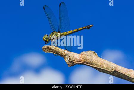 Une libellule perchée sur une branche d'arbre et un fond de ciel bleu, foyer sélectif, macro insecte, insecte coloré en Thaïlande. Banque D'Images