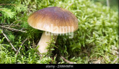 Pain sauvage de penny ou champignon cèp dans un cadre forestier, entouré de mousse et de plantes. Capture l'essence de la croissance naturelle et l'atmosphère paisible Banque D'Images