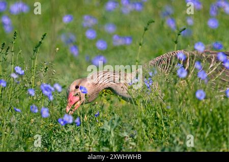 L'oie grise se nourrissant dans les prairies avec du lin autrichien. Anser anser et Linum austriacum Parc National du lac Neusiedl, Autriche Banque D'Images