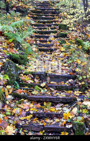 Escaliers dans un parc naturel avec des feuilles d'automne tombées Banque D'Images